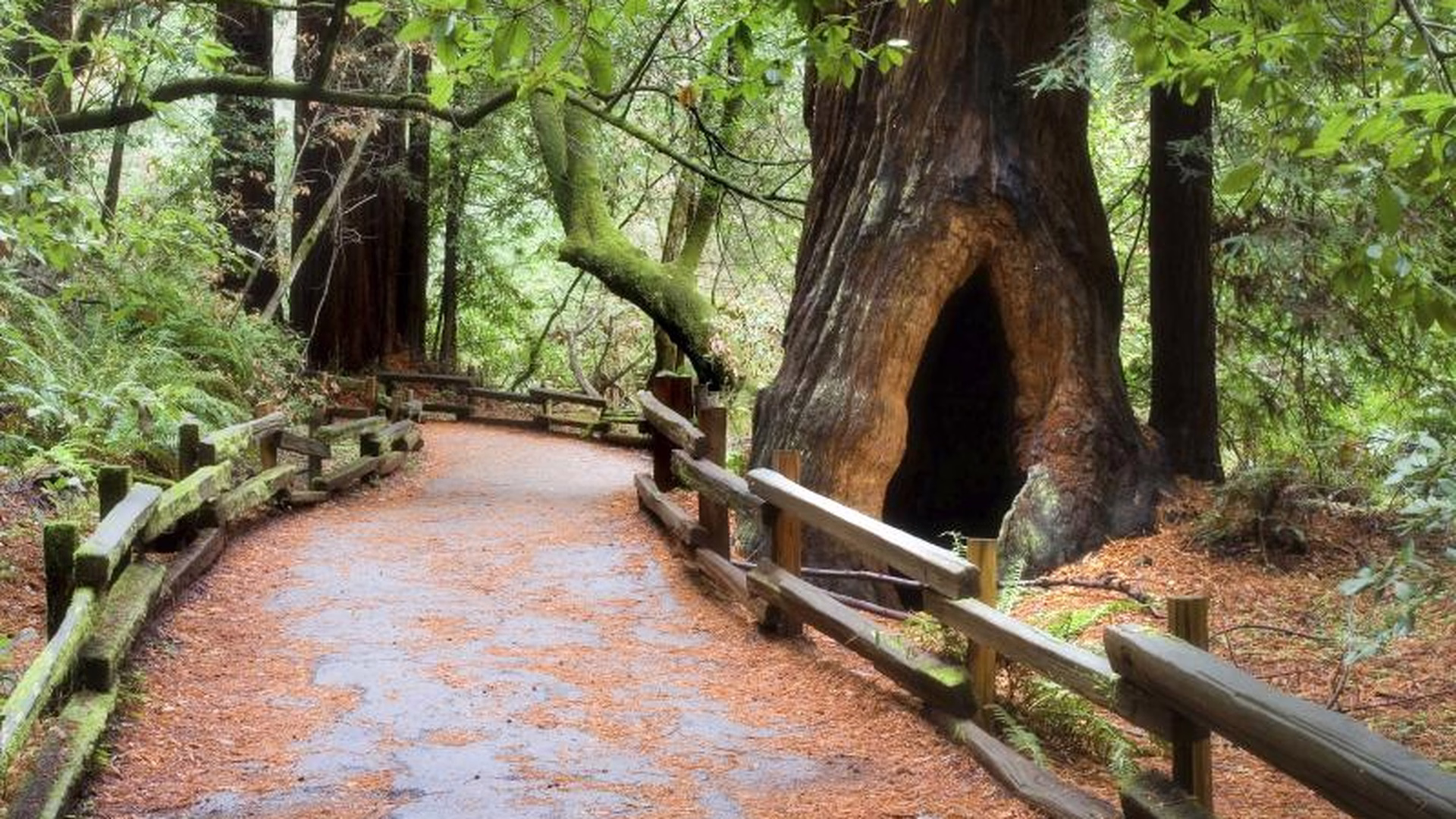 Muir Woods National Monument — photo 2