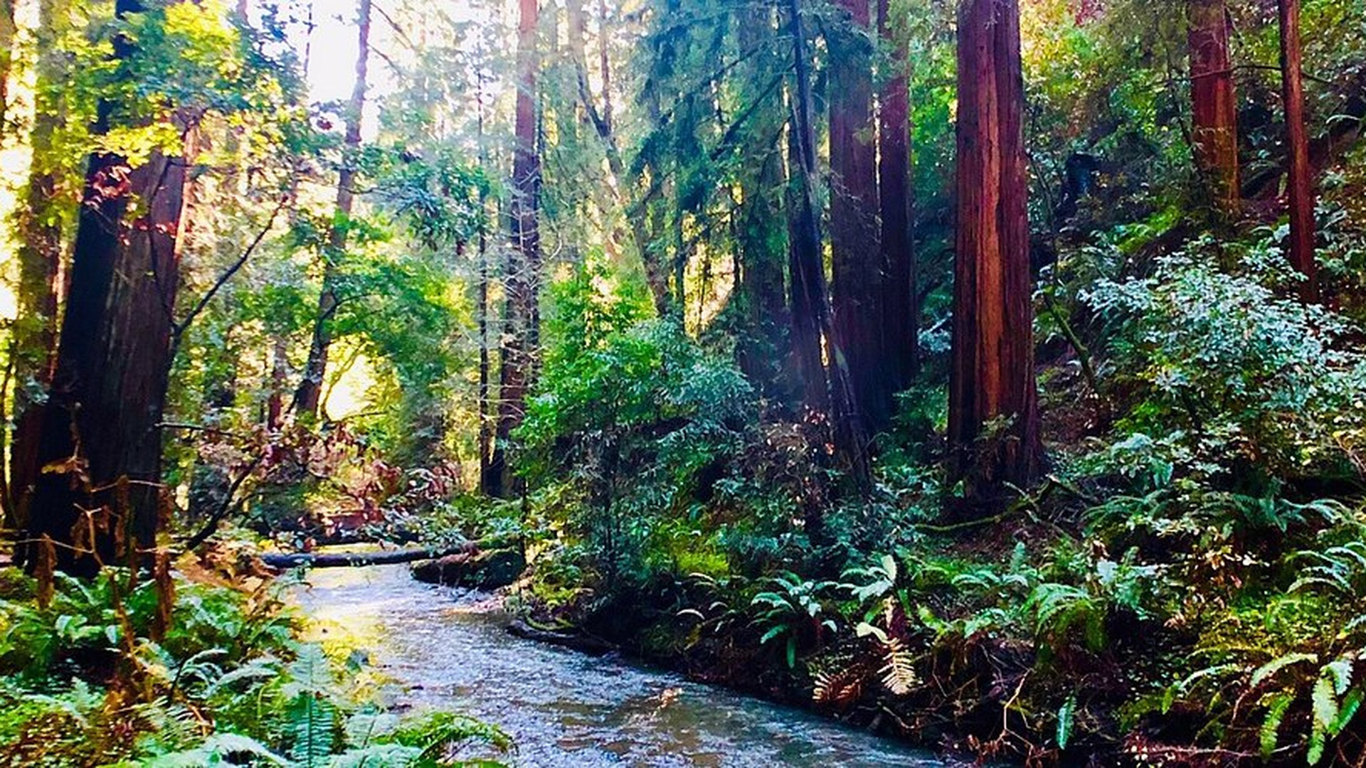 Muir Woods National Monument — photo 1