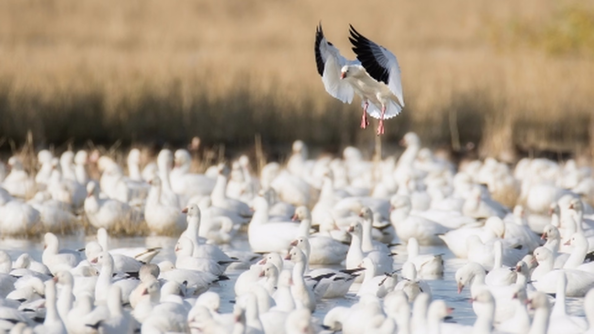 Merced National Wildlife Refuge — photo 1