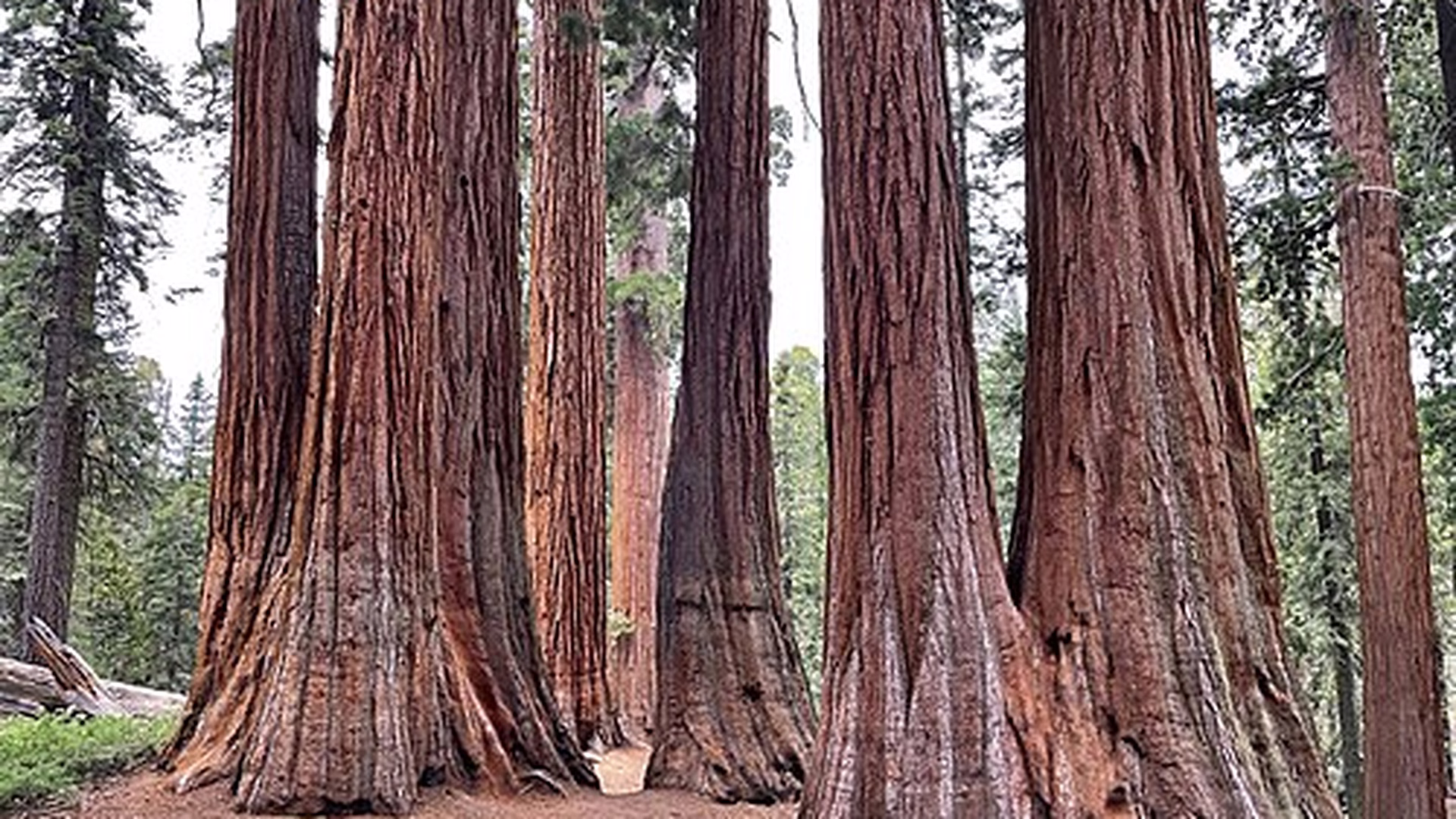 General Grant Tree (Grant Grove) — photo 1