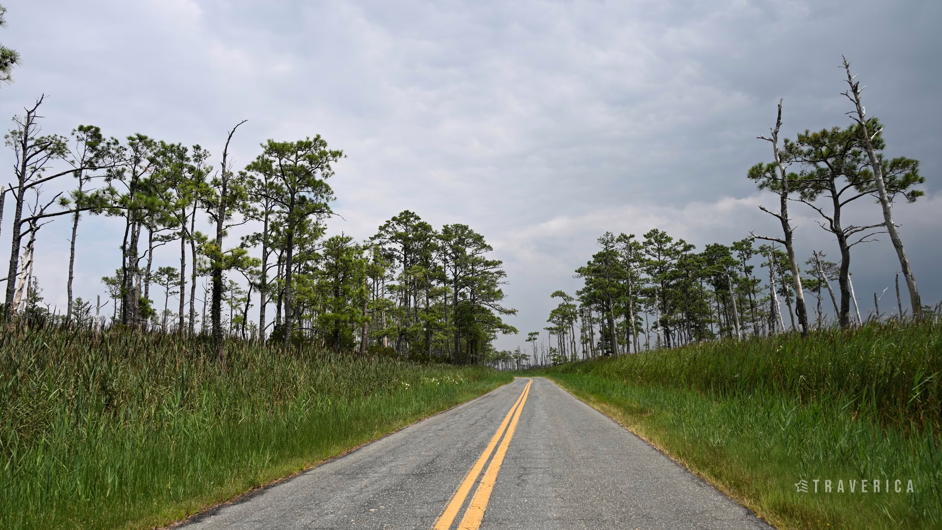 Blackwater National Wildlife Refuge — photo 4