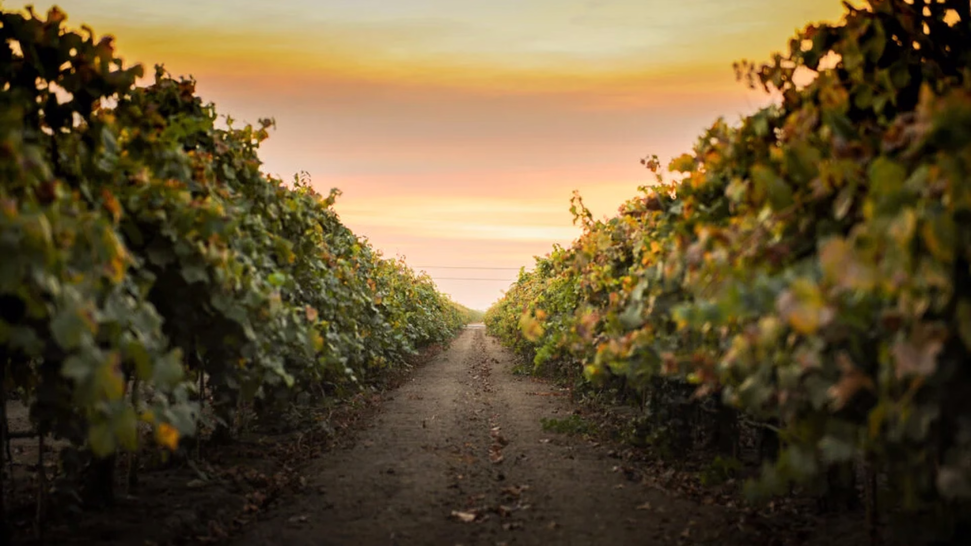 Quady Winery — photo 1