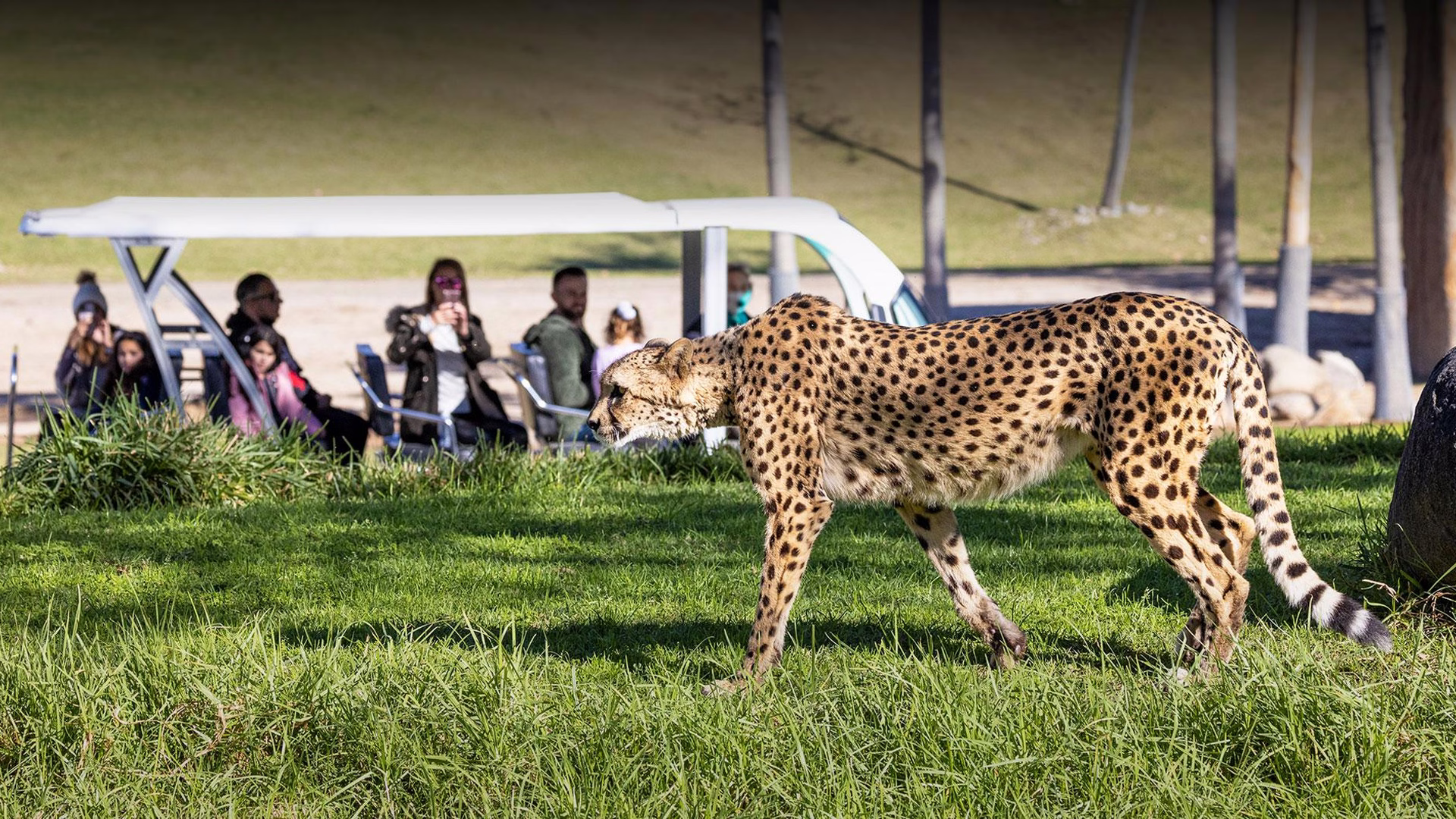 San Diego Zoo Safari Park — photo 2