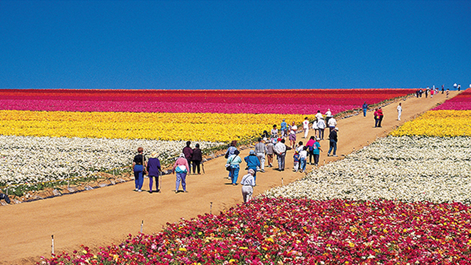 The Flower Fields at Carlsbad Ranch — photo 1
