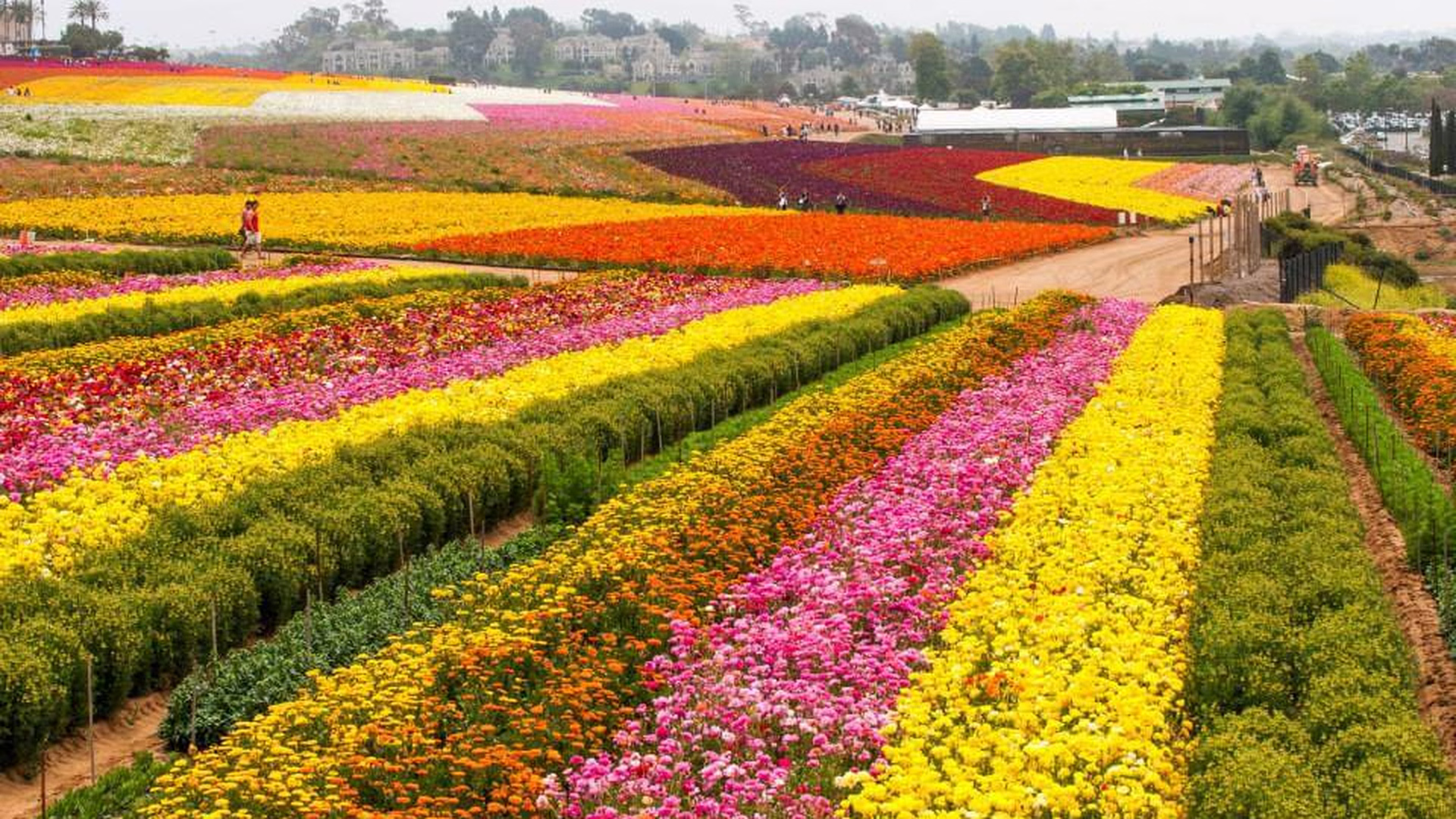 The Flower Fields at Carlsbad Ranch — photo 2