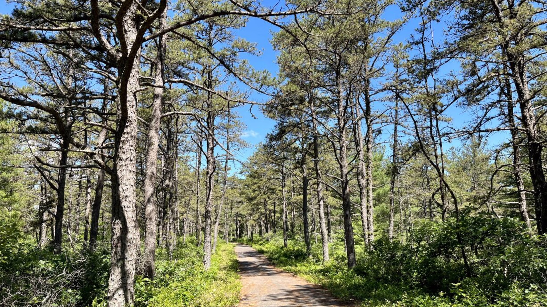Myles Standish State Forest — photo 2