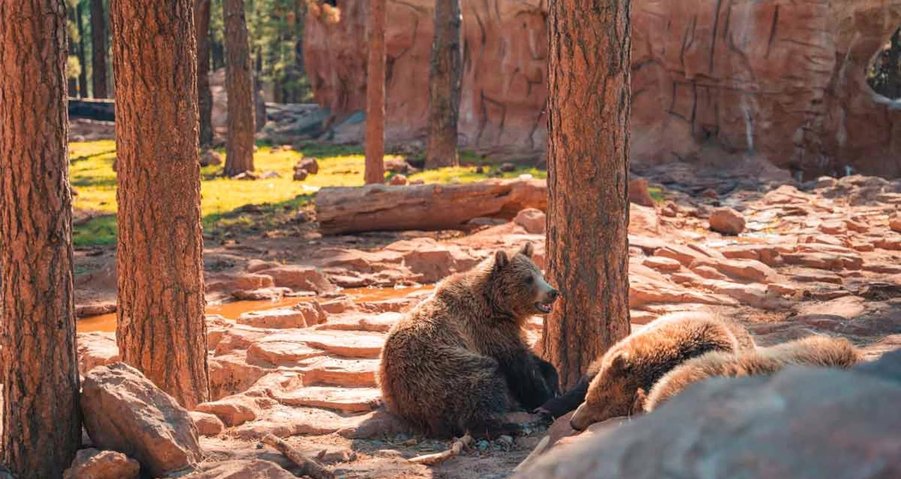 Bearizona Wildlife Park