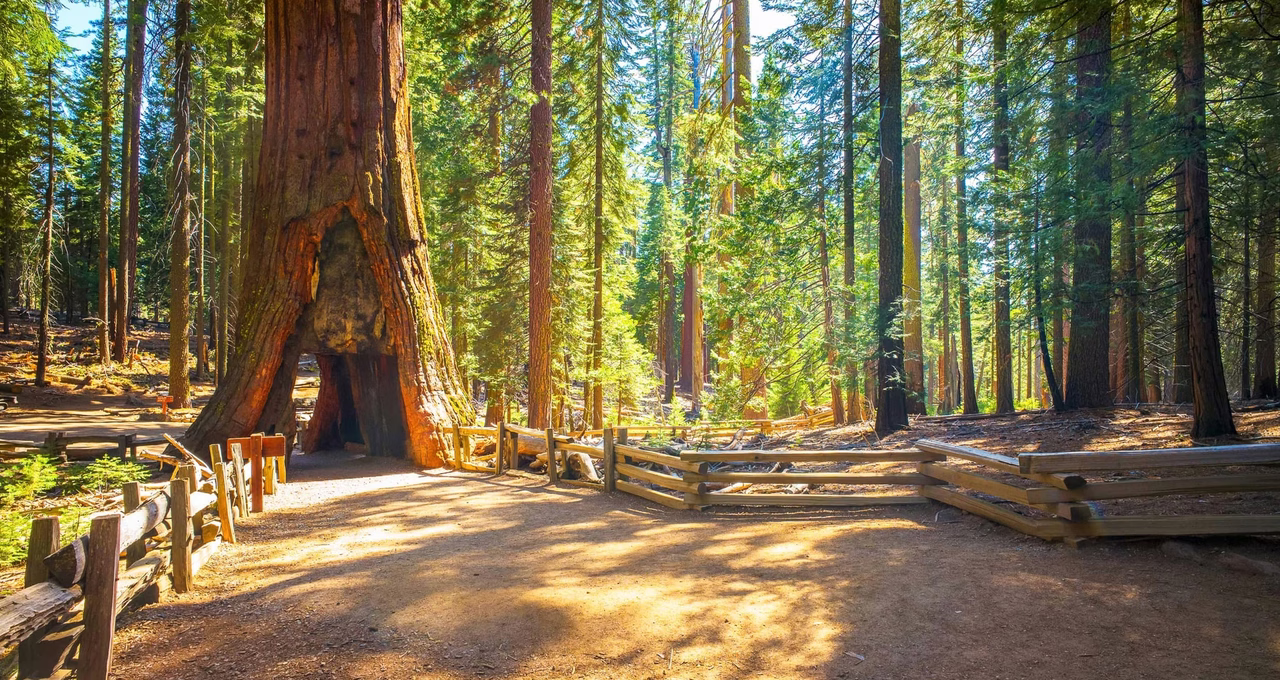 Yosemite - Mariposa Grove of Giant Sequoias