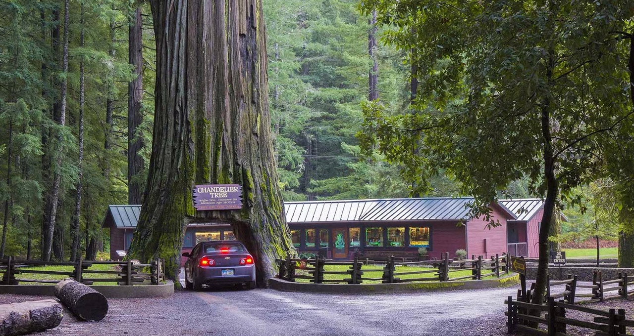 Chandelier Drive-Thru Tree