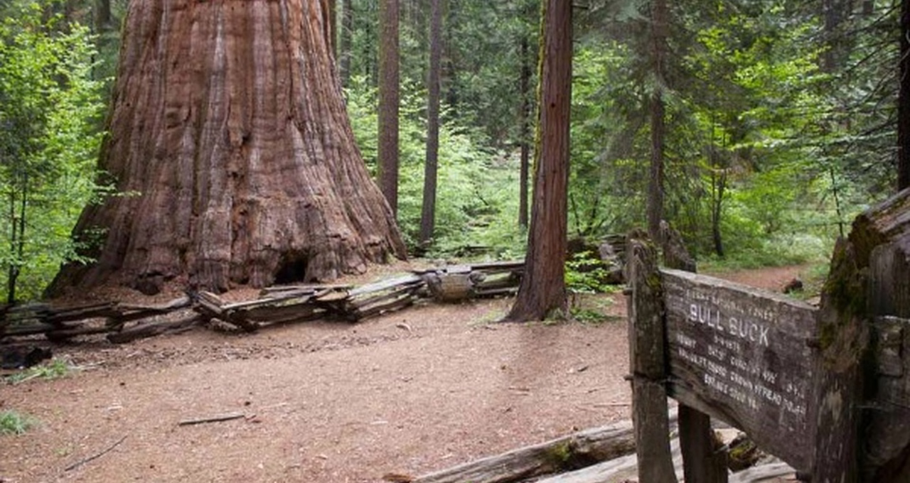 Nelder Grove of Giant Sequoias