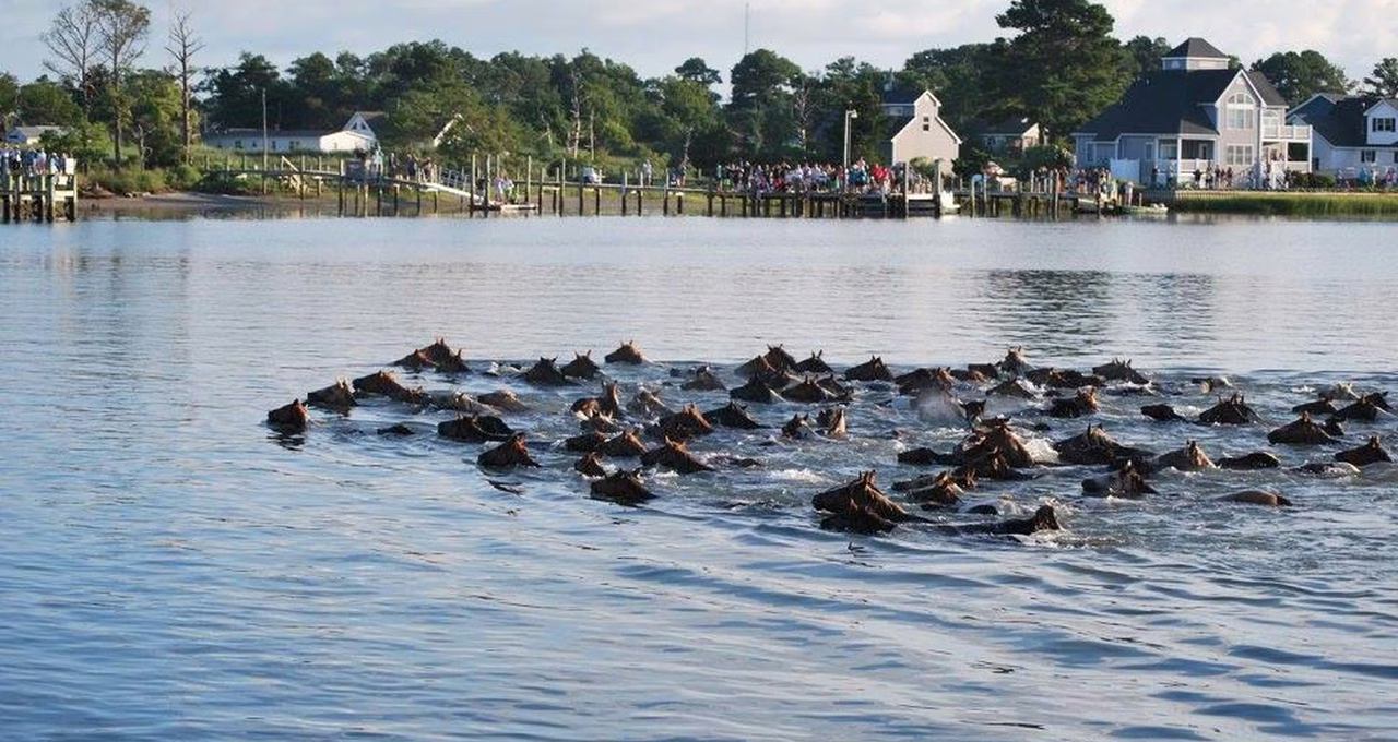 Chincoteague Pony Swim