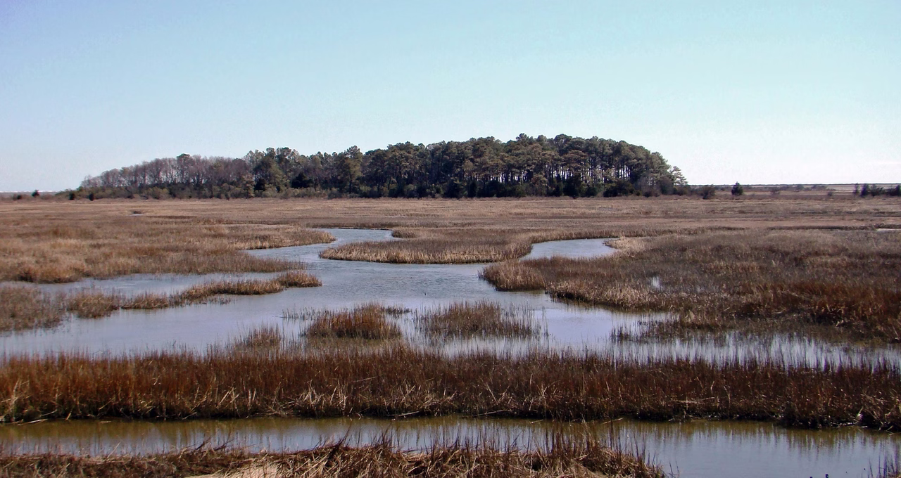 Eastern Shore of Virginia National Wildlife Refuge