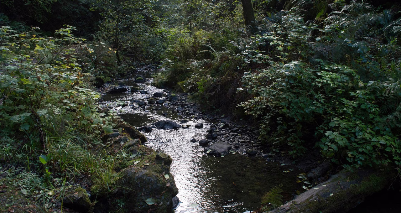 Van Damme State Park