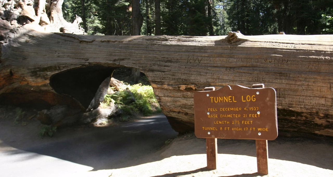 Sequoia National Park's Tunnel Log