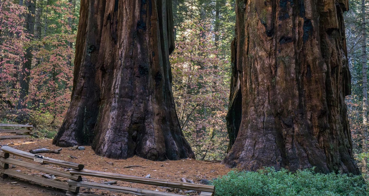 Tuolumne Grove of Giant Sequoias