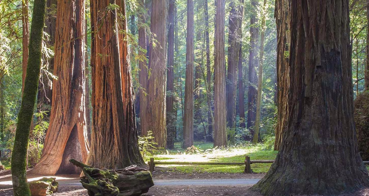 Armstrong Redwoods State Natural Reserve