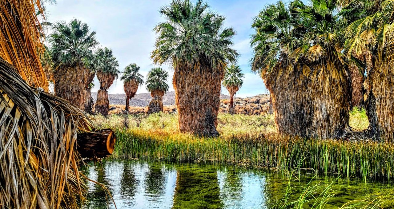 Coachella Valley Preserve
