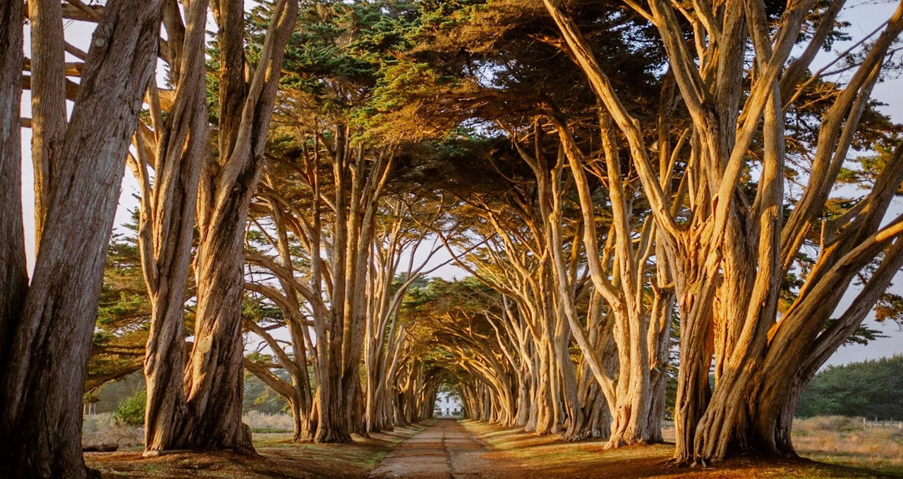Cypress Tree Tunnel