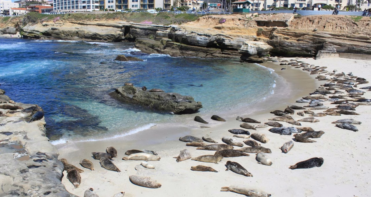 Children's Pool La Jolla