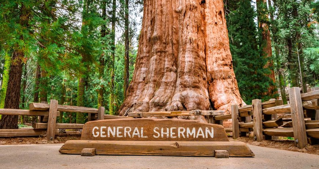 General Sherman Tree