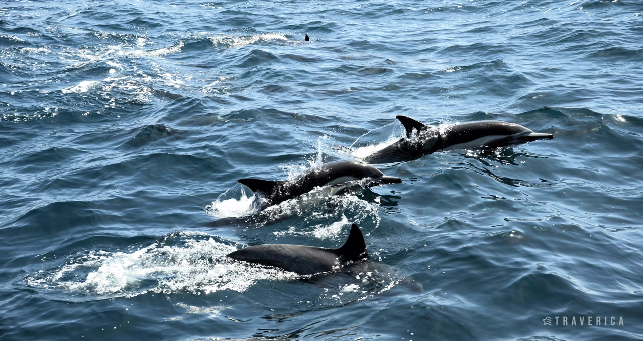 Capt. Dave's Dolphin & Whale Watching Safari