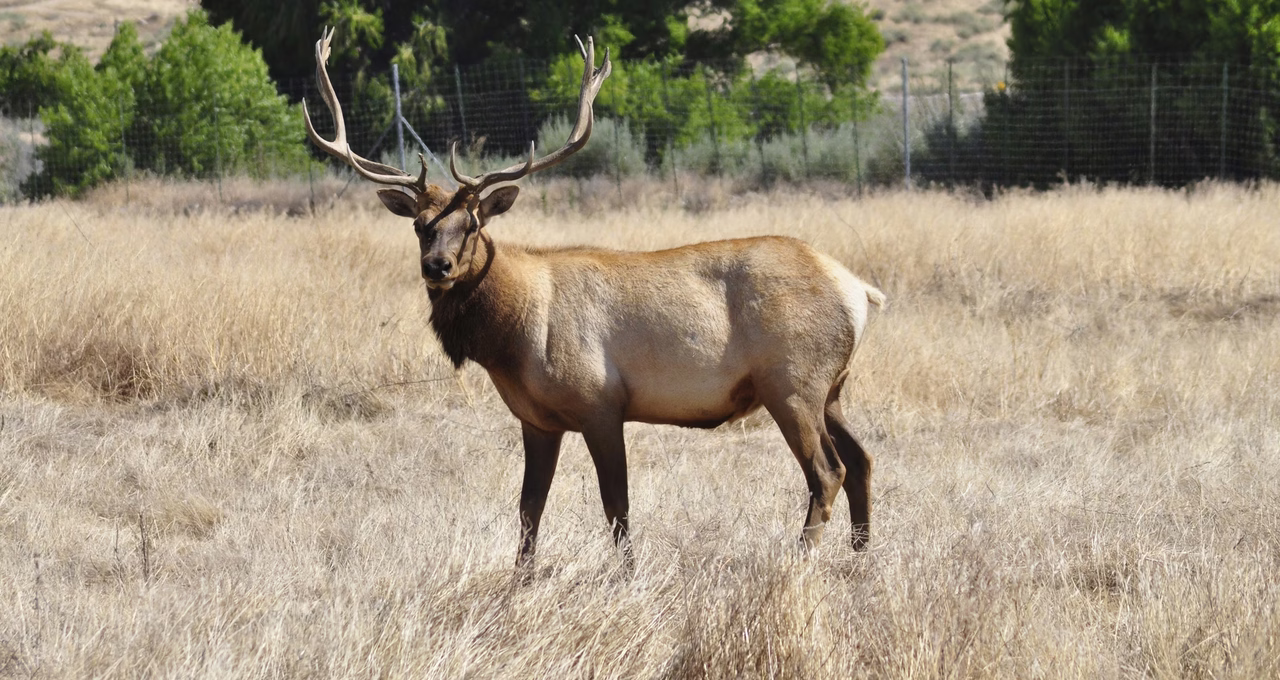 Tule Elk State Natural Reserve