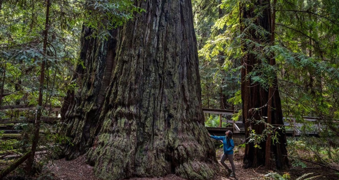 Montgomery Woods State Natural Reserve