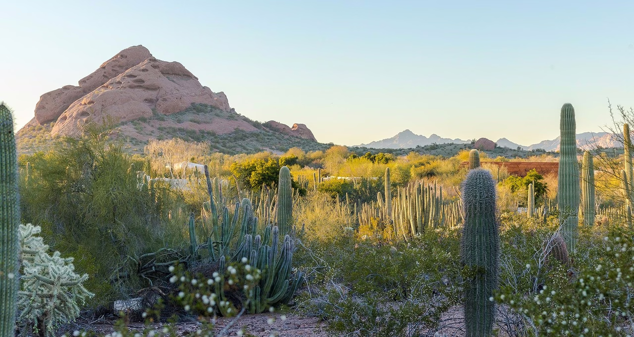 Desert Botanical Garden