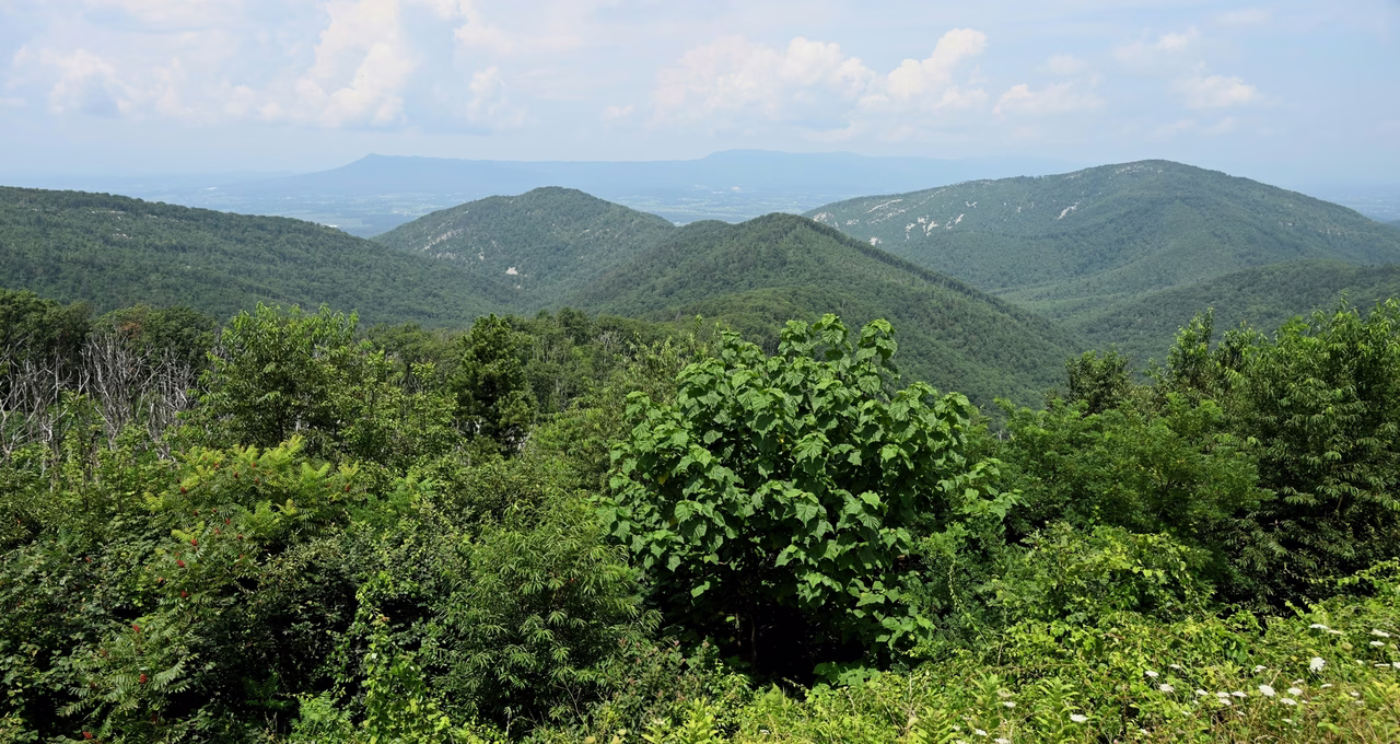 Two Mile Run Overlook