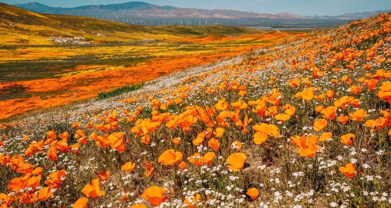 Antelope Valley California Poppy Reserve