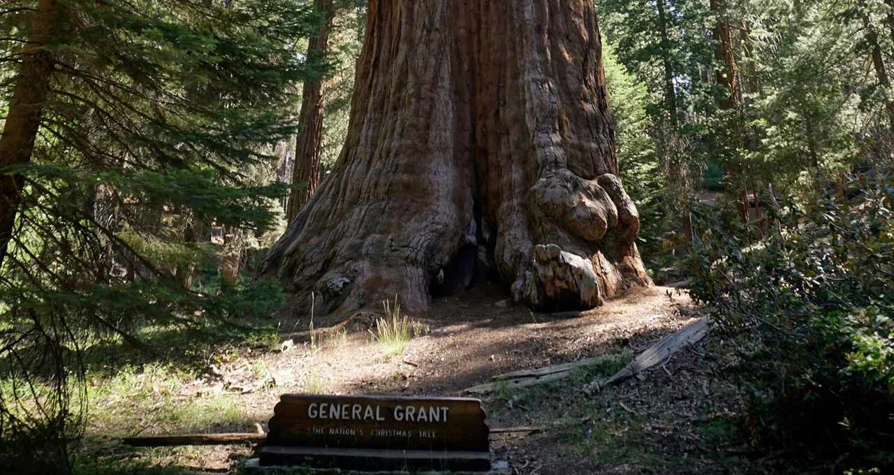 General Grant Tree (Grant Grove)