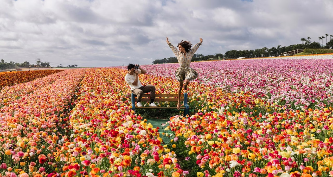 The Flower Fields at Carlsbad Ranch