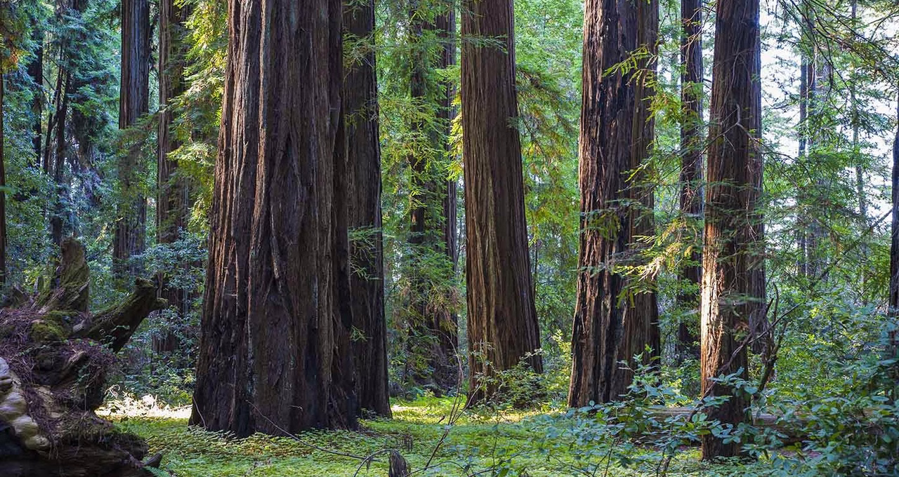 Hendy Woods State Park